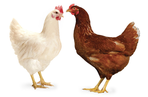 egg suppliers in bangalore